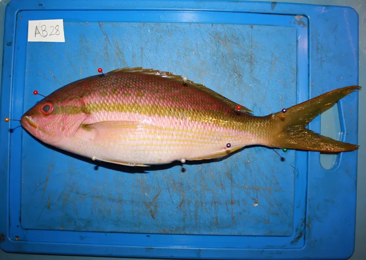 A yellowtail snapper lays on a blue cutting board where it is measured. 