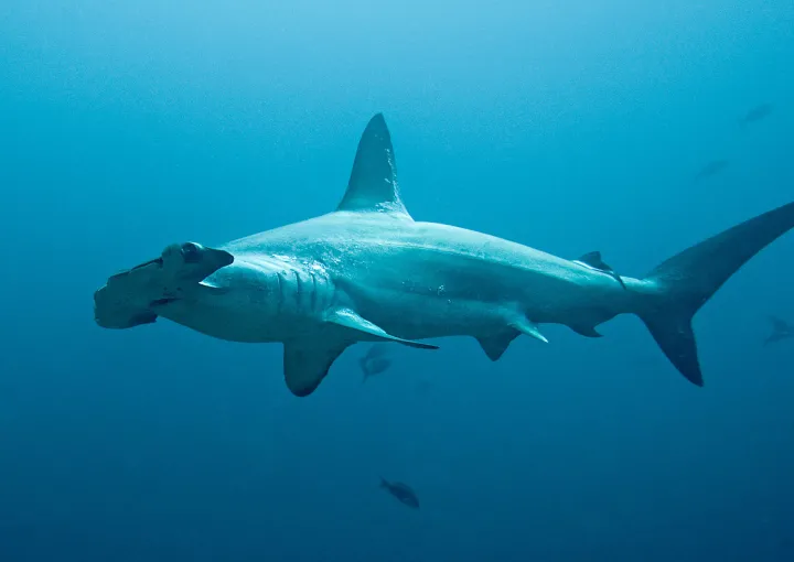A scalloped hammerhead (Sphyrna lewini) at Isla del Coco, Costa Rica.
