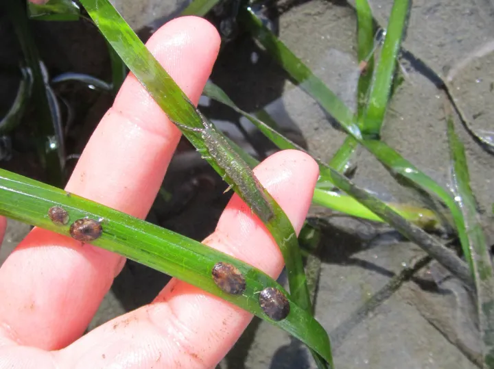 In Vancouver, isopods on a blade of seagrass.