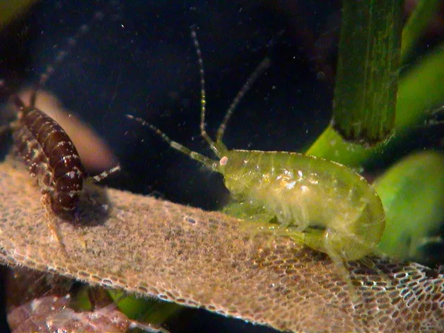 Amphipods on a blade of seagrass.