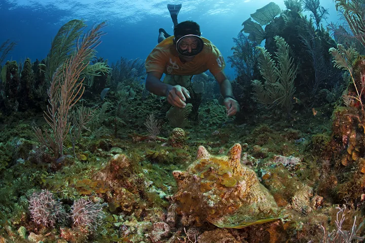A fisher wearing a mask dives with a colorful coral reef in the background and queen conch in the foreground.