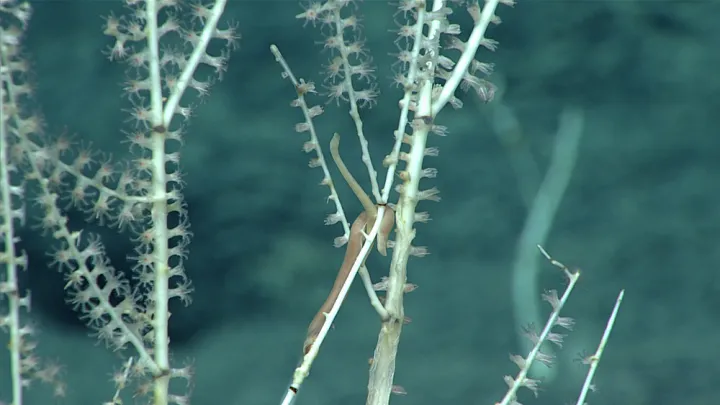 A worm-like mollusk coils around coral. 