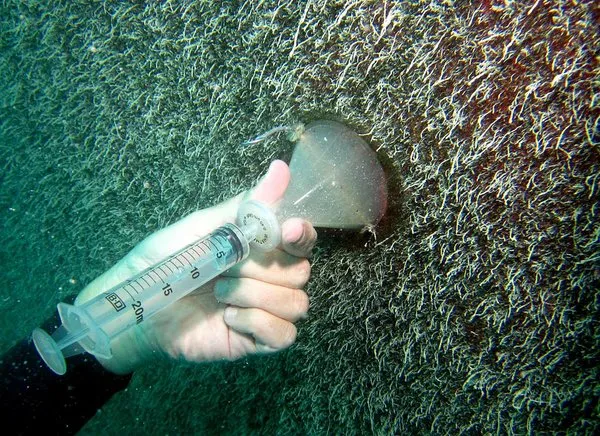 Biofilm (microbial life that clings to underwater painted surfaces and is generally found covering the bottom of ships) is collected from the hull of a cargo ship with a funnel and syringe. 
