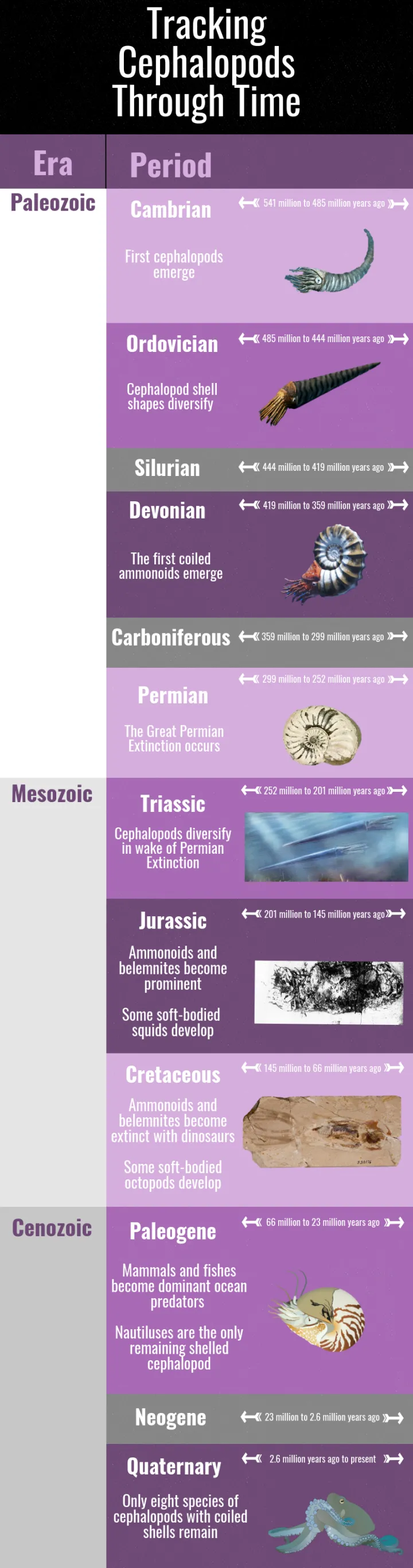 A chart showing the evolution of cephalopods through geologic time. 