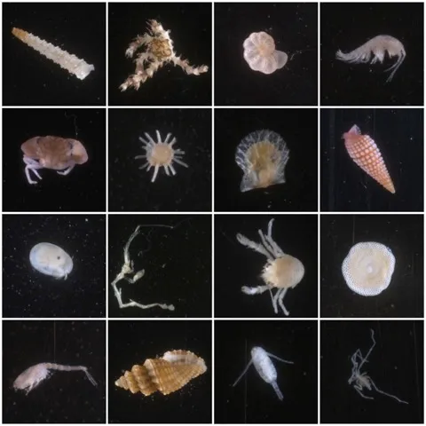 Tiny organisms found on ARMS