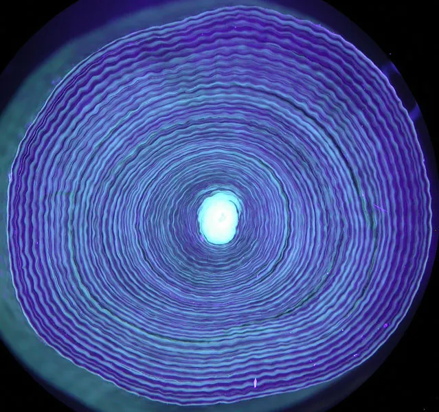 UV light illuminates growth rings in a cross-section of 44-year-old Primnoa resedaformis coral found about 400 m (1,312 ft) deep off Newfoundland.