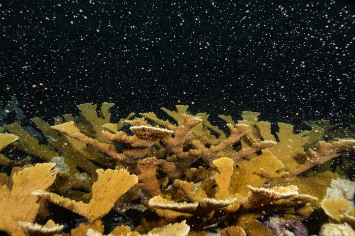 a golden brown coral surrounded by orbs