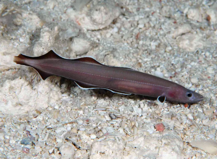 A photo of a swimming Protanguilla palau, the newly discovered genus and species of eel