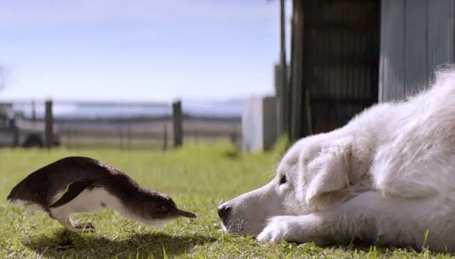 A little penguin and its protector. 