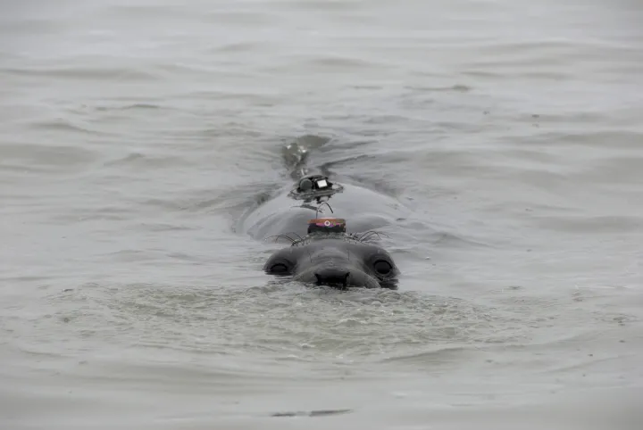 an elephant seal with a tracker