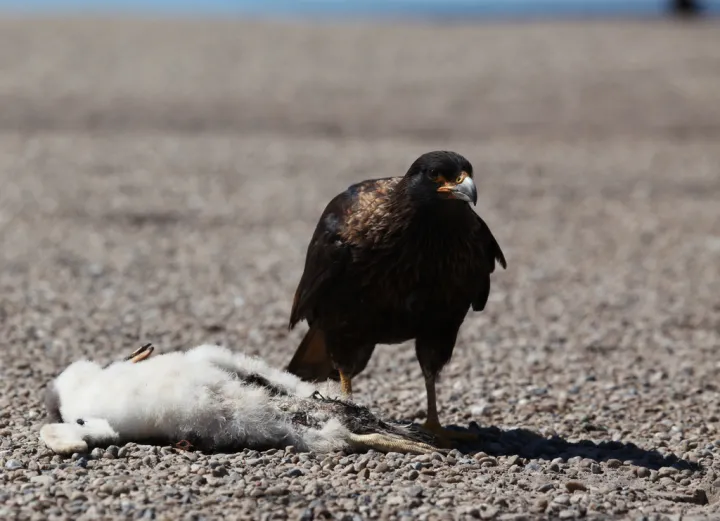 A gentoo penguin chick killed by a bird of prey. 