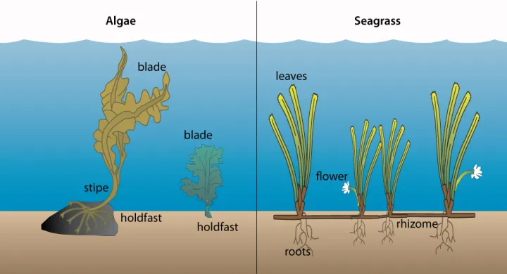 Algae or "seaweeds" (left) differ from seagrasses (right) in several ways.