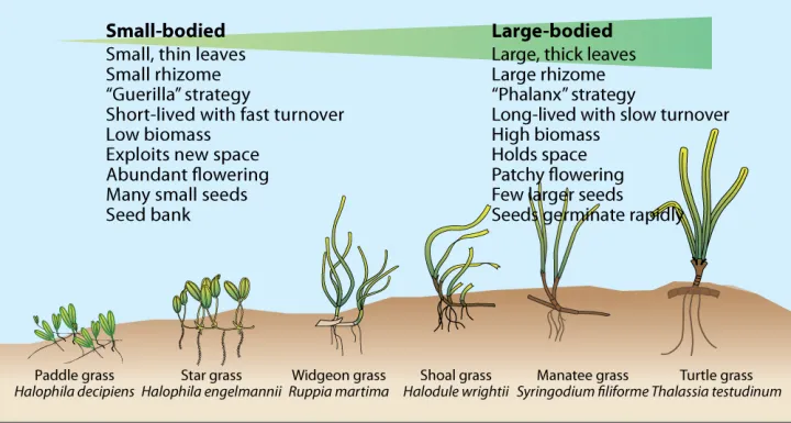 Seagrass species come in many different shapes and sizes, as illustrated by this conceptual diagram of some common seagrass species. 