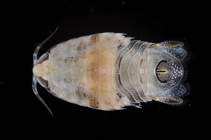 An isopod retrieved from an Autonomous Reef Monitoring Structure (or ARMS) off the coast of Florida. 