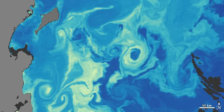 Scientists use satellite images of the ocean to estimate chlorophyll concentrations in the water. You can see the yellow swirls of phytoplankton concentrated at the sea surface in this image. 