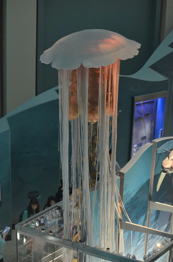 Model of a lion’s mane jellyfish on display at the Smithsonian National Museum of Natural History. This jellyfish, a member of the phylum Cnidaria, can have tentacles up to 190 feet long (58 meters) and a bell almost 7 feet (2 meters) in diameter.
