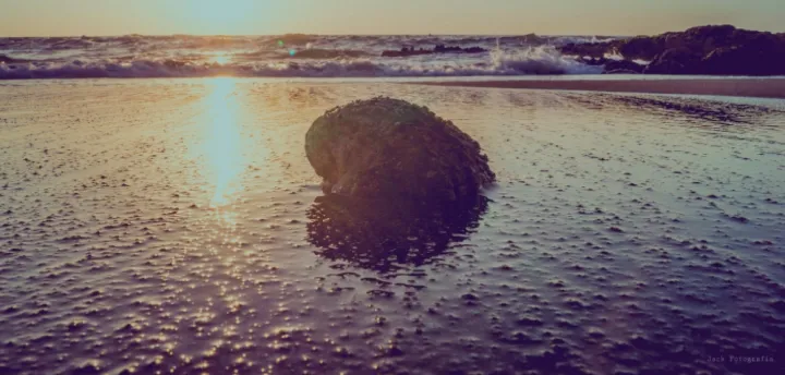 The loco (Concholepas concholepas, often called the Chilean abalone, although it isn’t actually an abalone) is found along the entire coast of Chile.