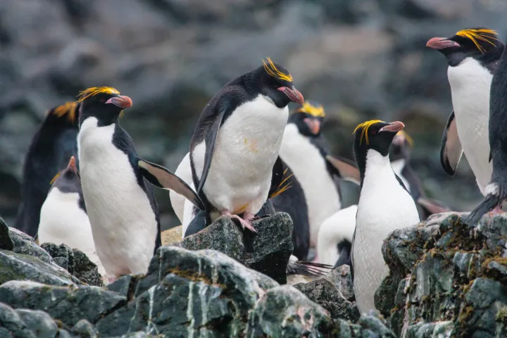 A group of macaroni penguins on rocks. 