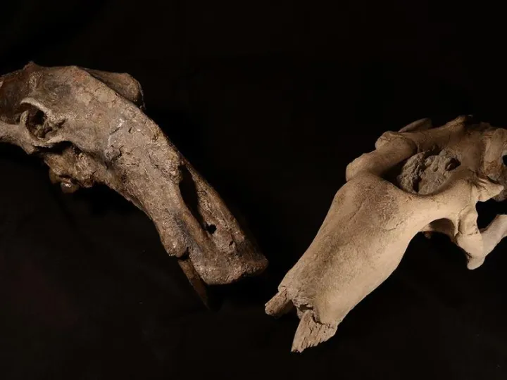Two skulls belonging to extinct marine mammal herbivores used in the new study, both from the Smithsonian’s collections.
