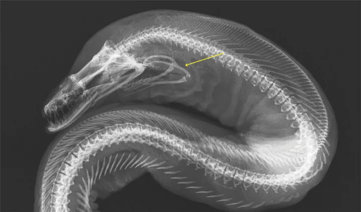 An x-ray black and white photograph of a moray eel that points to the pharyngeal jaw.