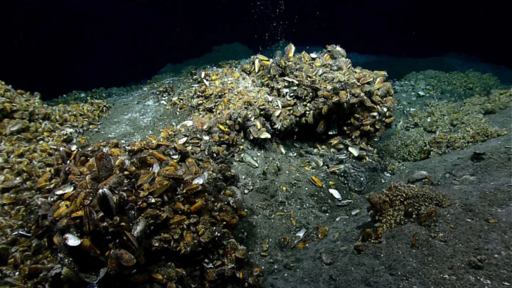Mussels sit on the deep-sea floor. 