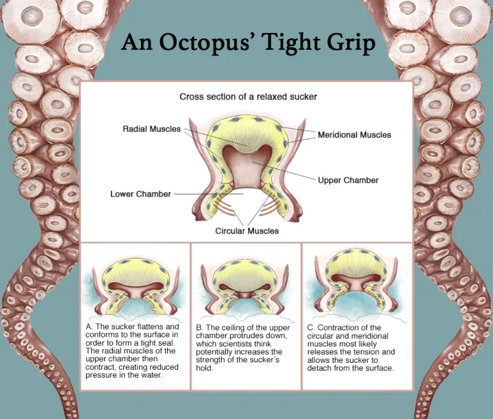A diagram of cephalopod suction