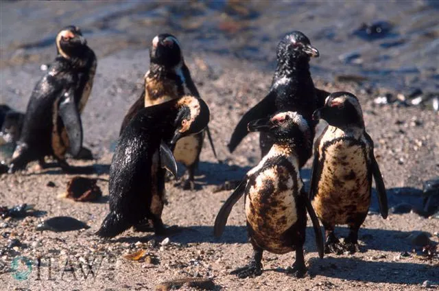 A group of oiled penguins.