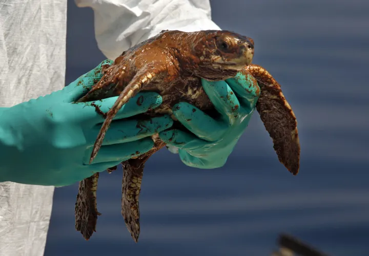A heavily oiled Kemp's Ridley turtle recovered near the Deepwater Horizon/BP accident site.