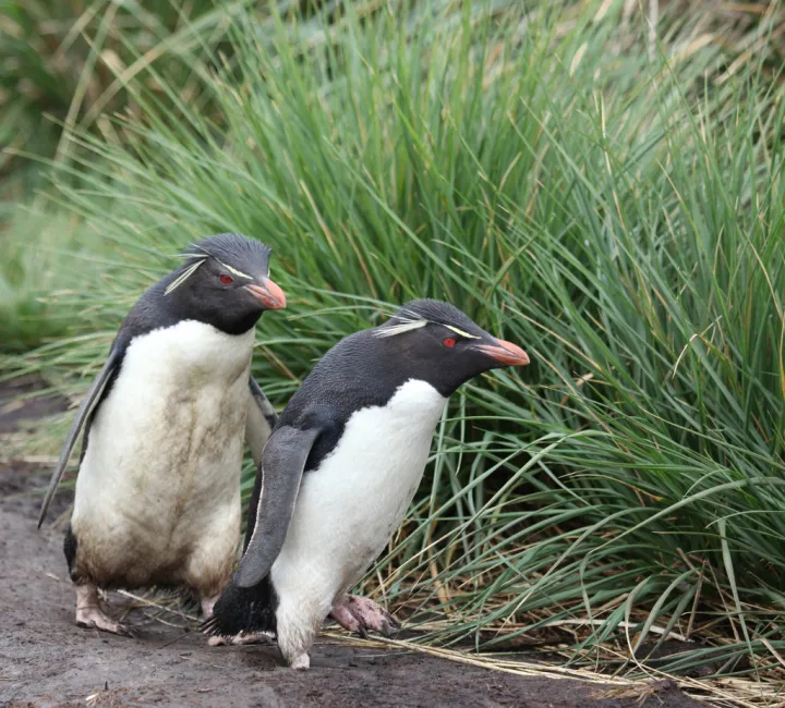 Rockhopper penguins in the Falkland Islands.