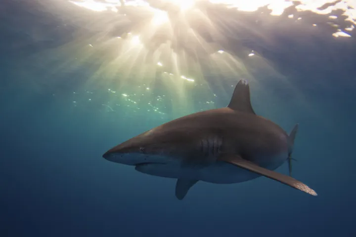 Oceanic white tip shark near Cat Island, Bahamas.