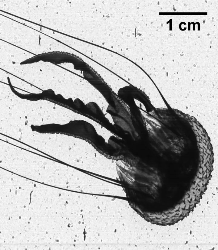 A black and white image of a tiny jellyfish, about 3cm long including tentacles.