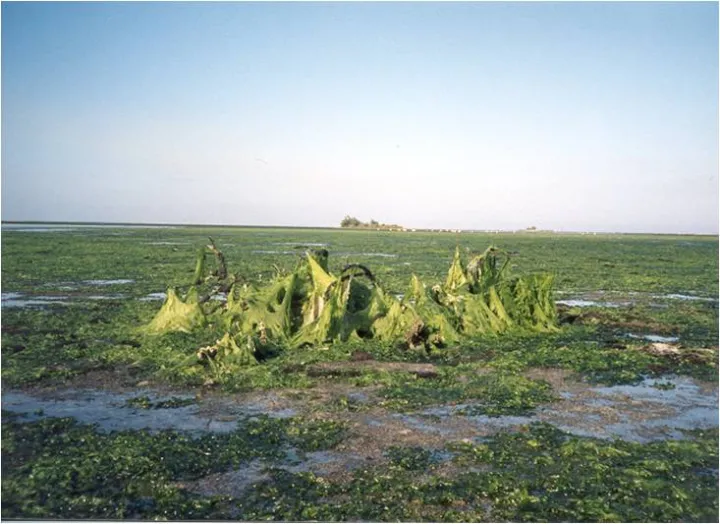 Algae covers beds of seagrass. 