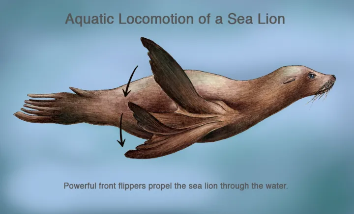 Sea lions generate thrust, or forward propulsion, by bringing their fore-flippers together in big sweeping motions called “claps.”  When a sea lion “claps,” it stretches its flippers out to the sides and sweeps them down. Then it tucks its flippe