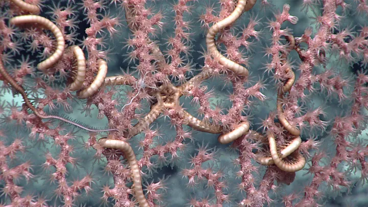 Many serpent stars spend their entire lives on a coral host. 
