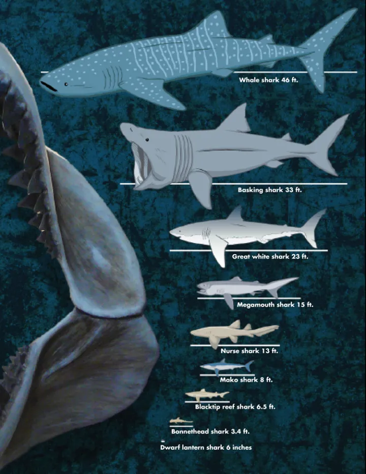 Shark Sizes: Whale Shark 46 feet, Basking Shark 33 feet, Great White Shark 23 feet, Megamouth Shark 15 feet, Nurse Shark 13 feet, Mako Shark 8 feet, Blacktip Reef Shark 6.5 feet, Bonnethead Shark 3.4 feet, Dwaf Lantern Shark 6 inches