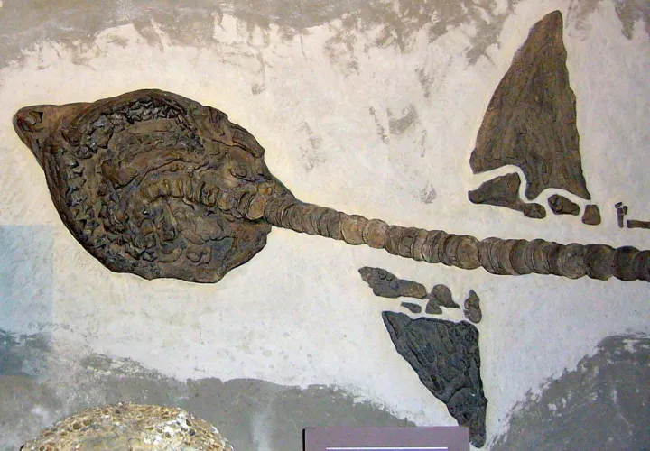 Squalicorax shark fossil from the Smithsonian