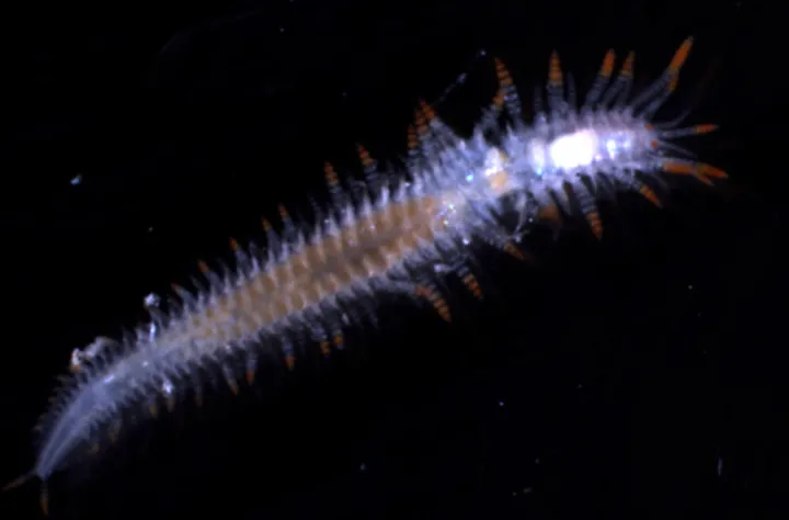Syllid fireworms can be found mainly on the seafloor, but they switch to a planktonic form to reproduce, where the females use bioluminescent signals. 