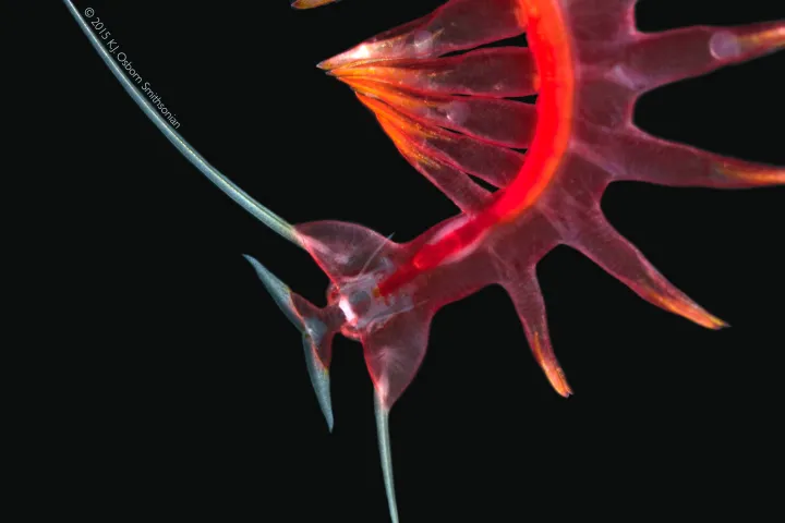 The head of a read translucent tomopterid on a black background.