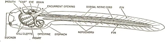 A black and white diagram of a tunicate larvae. 