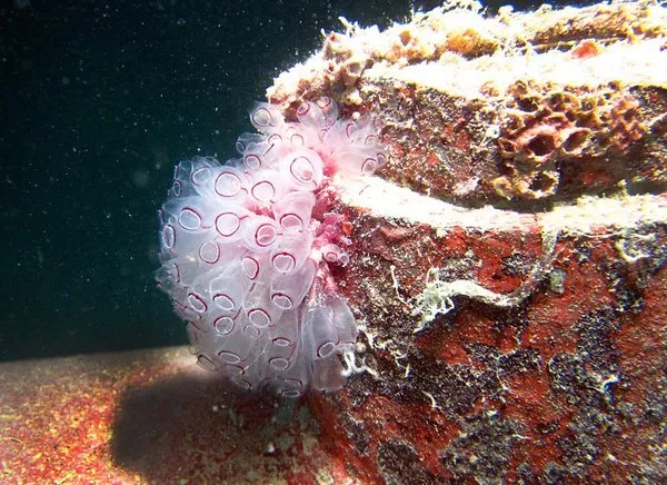 Large organisms, like these tunicates, live inside the recesses of a ship's hull while microscopic organisms form a film across all the painted surfaces on the boat. 