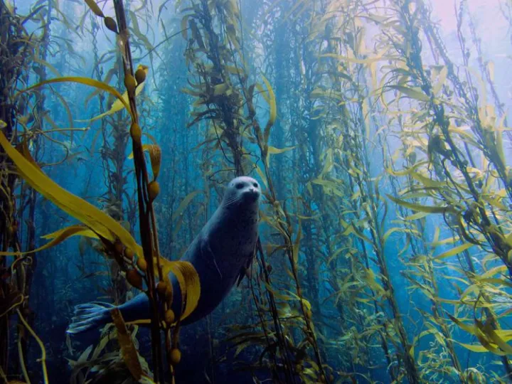 Harbor seal in a kelp forest near Cortes Bank, near San Diego California.