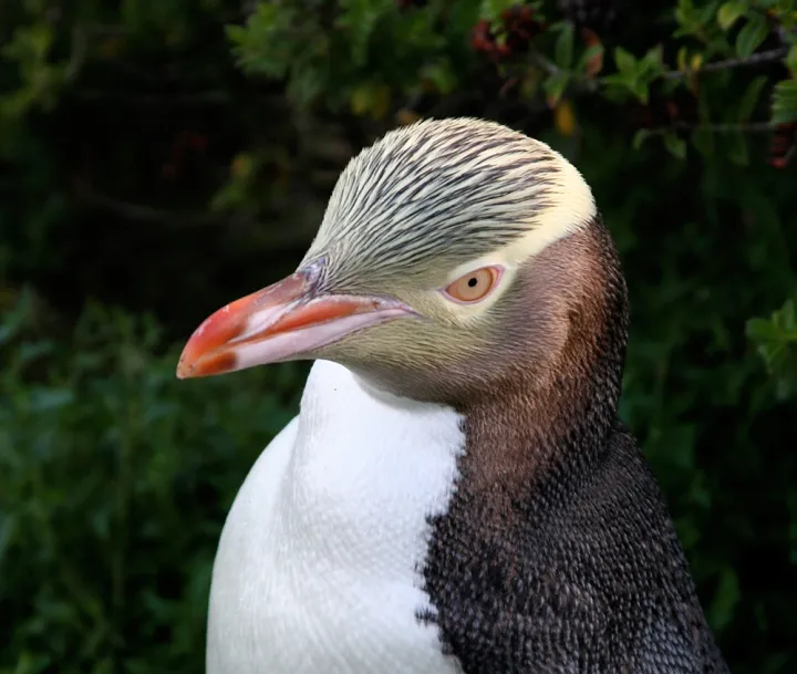 Yellow-eyed penguin