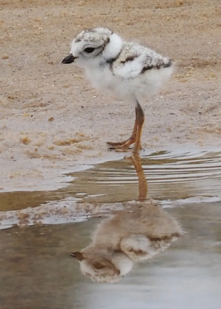 A piping plover chick next to the water on a beach, with its reflection visible in the water. 