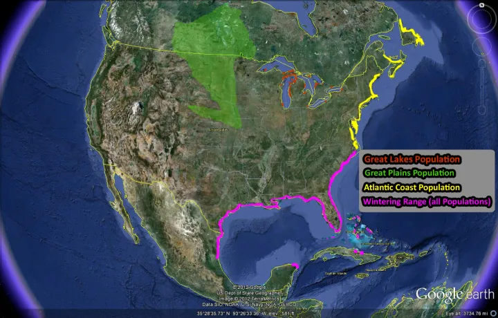A map of North America with colored highlghts to show the three nesting populations of piping plovers. 