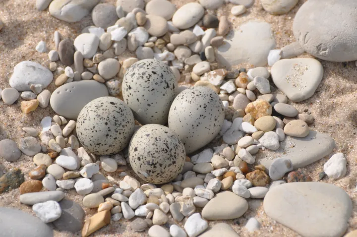 Four sandy colored eggs sit inside a spiral of sand-colored rocks, camouflaging with the surrounding beach 