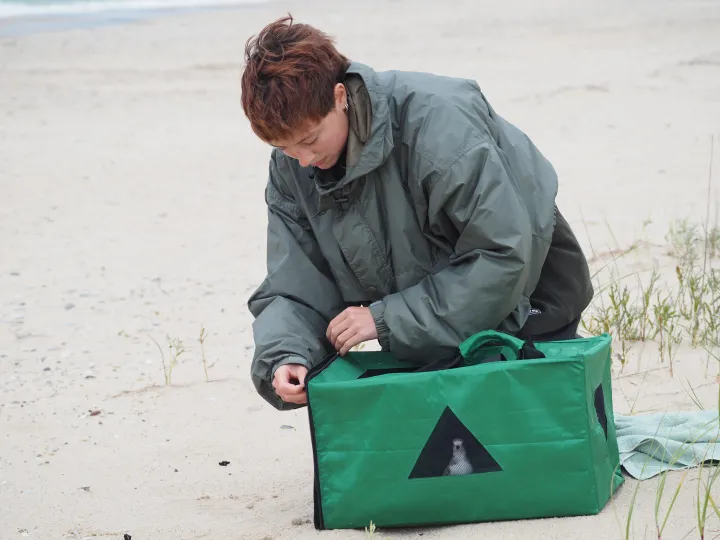 A woman with short brown hair bends over a green box with a piping plover visible inside.
