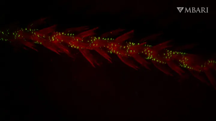 A sea whip exhibits red bioluminescence. 
