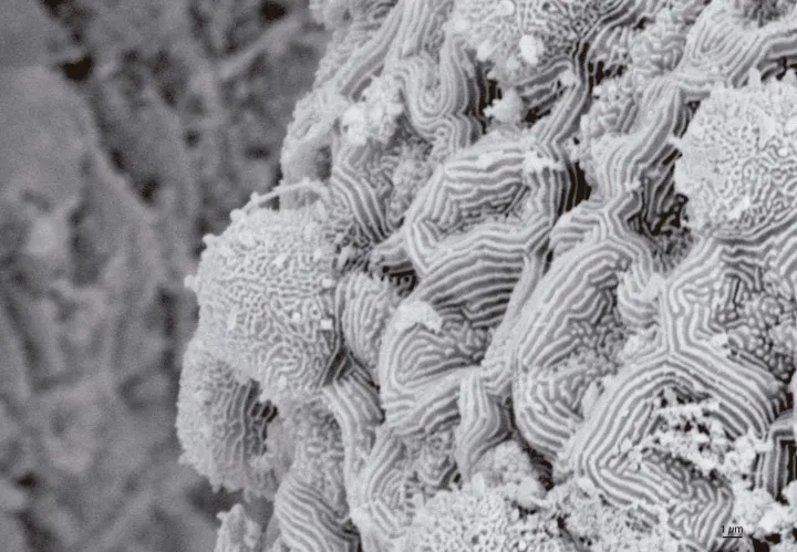 a taste bud sits on a grooved surface
