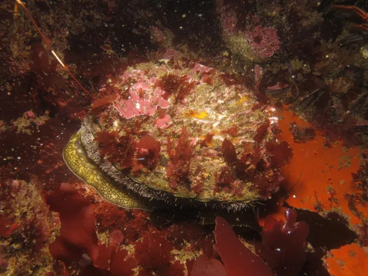 an abalone covered in red algae sits on the seafloor