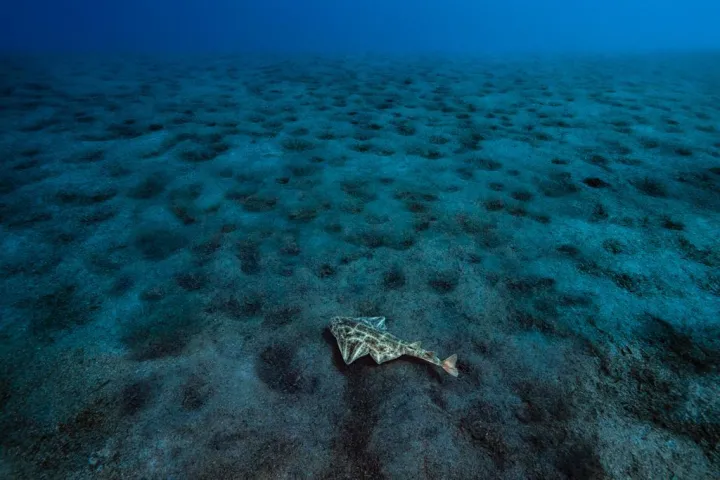 an angelshark swims among many nests filled with eggs